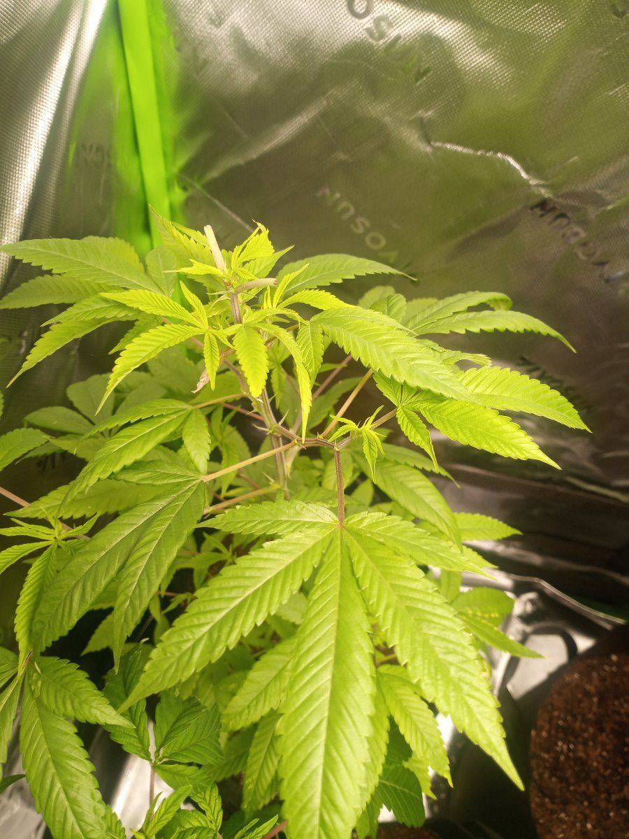First time grower   indoors need helpadvice many pictures 6