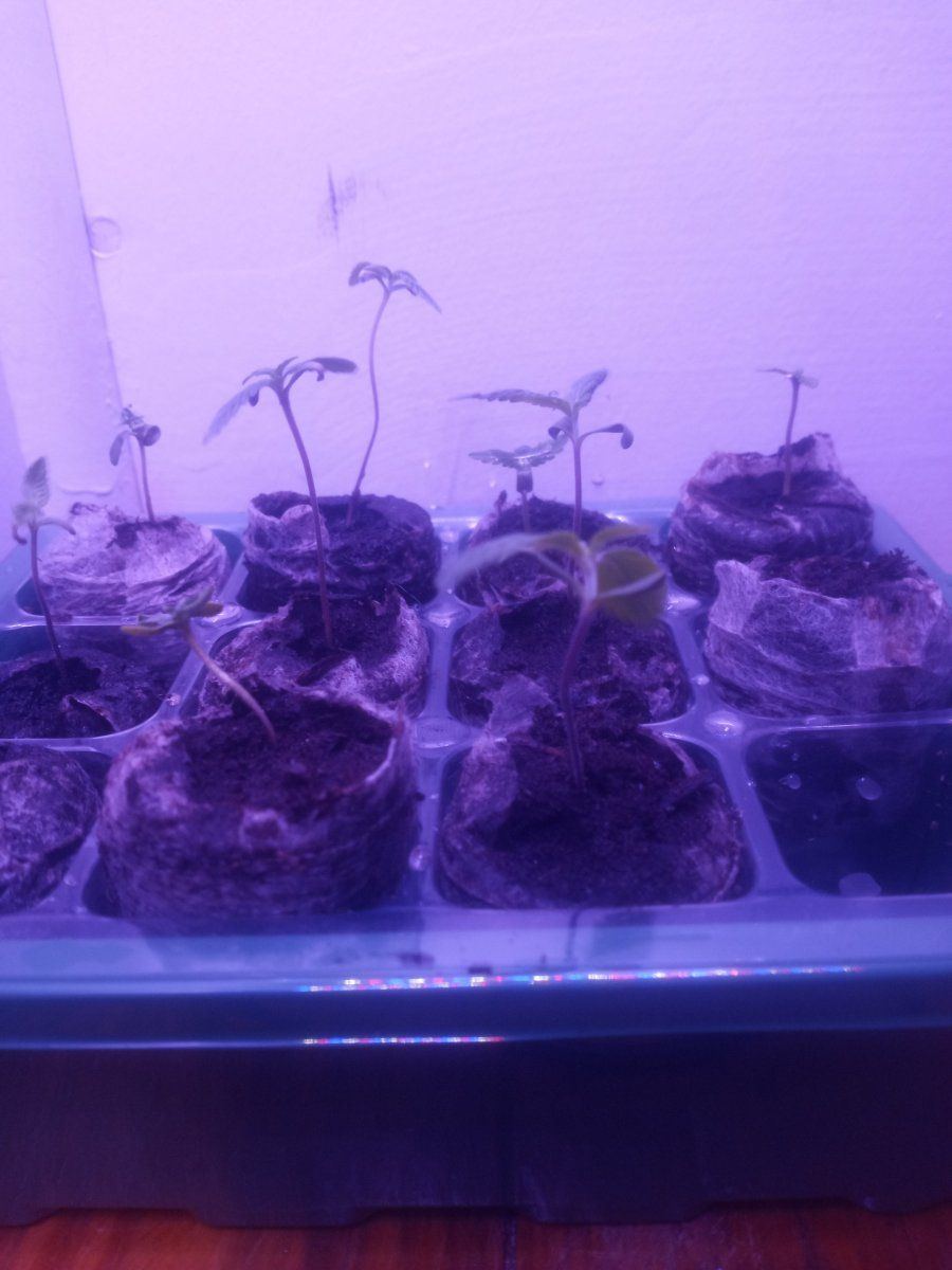 First time grower   indoors need helpadvice many pictures