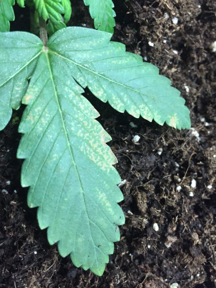 First time grower into week 4 some problems with plant please help 5