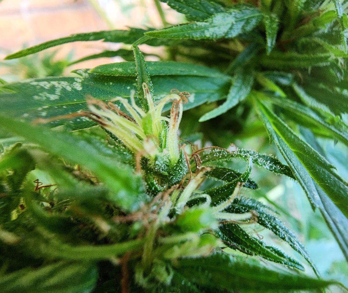 First time grower   is it time to harvest