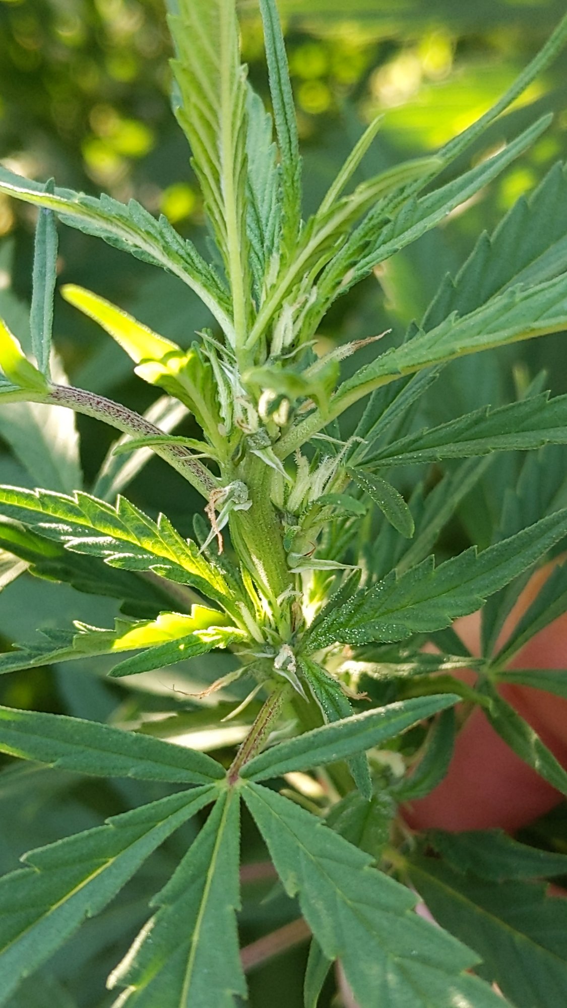 First time grower is this a female 4