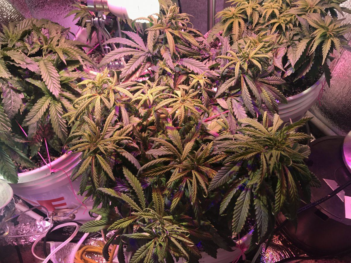 First time grower iso more expreienced opinions 2