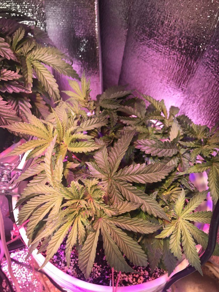 First time grower iso more expreienced opinions 4