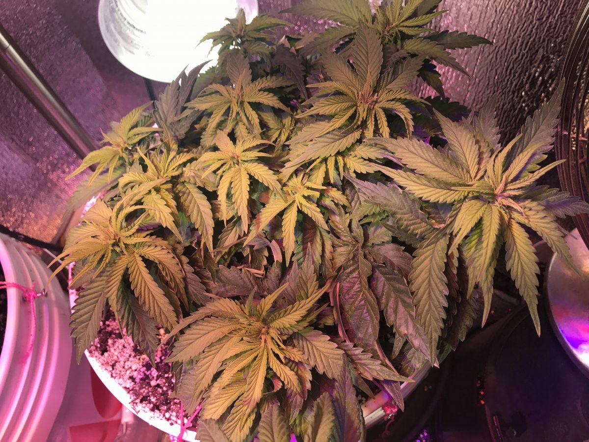 First time grower iso more expreienced opinions 5