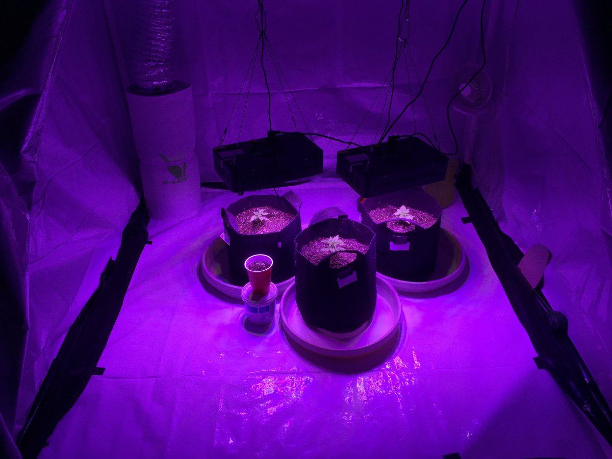 First time grower
