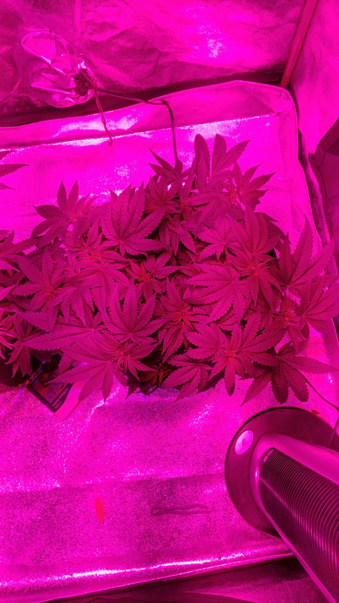 First time grower just looking for some options on if im doing ok lol 2