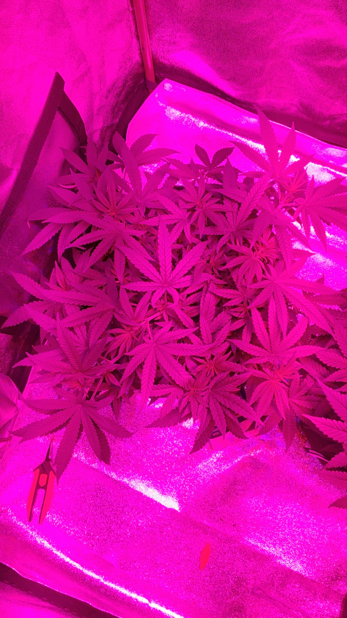 First time grower just looking for some options on if im doing ok lol