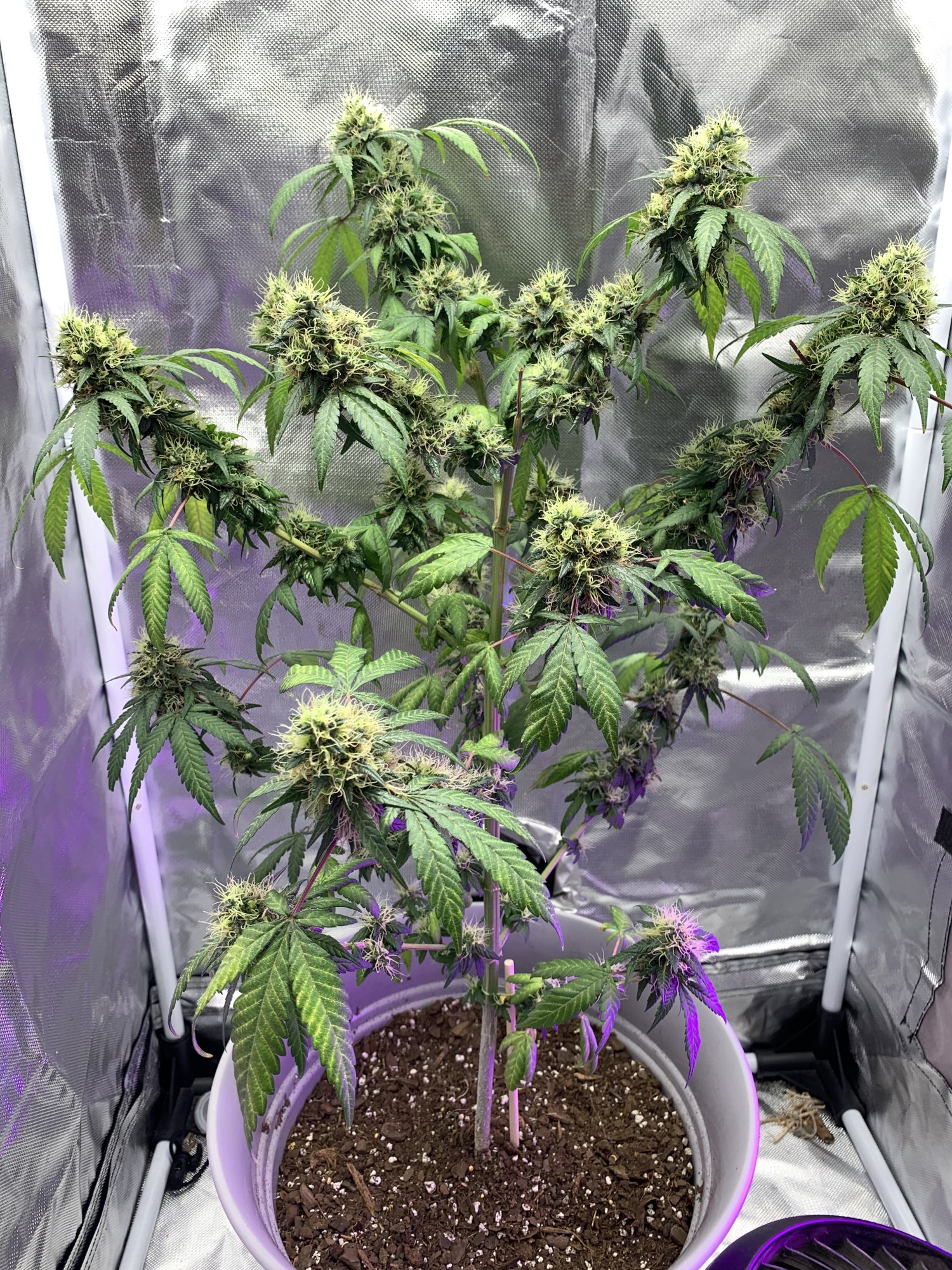 First time grower leaf issue