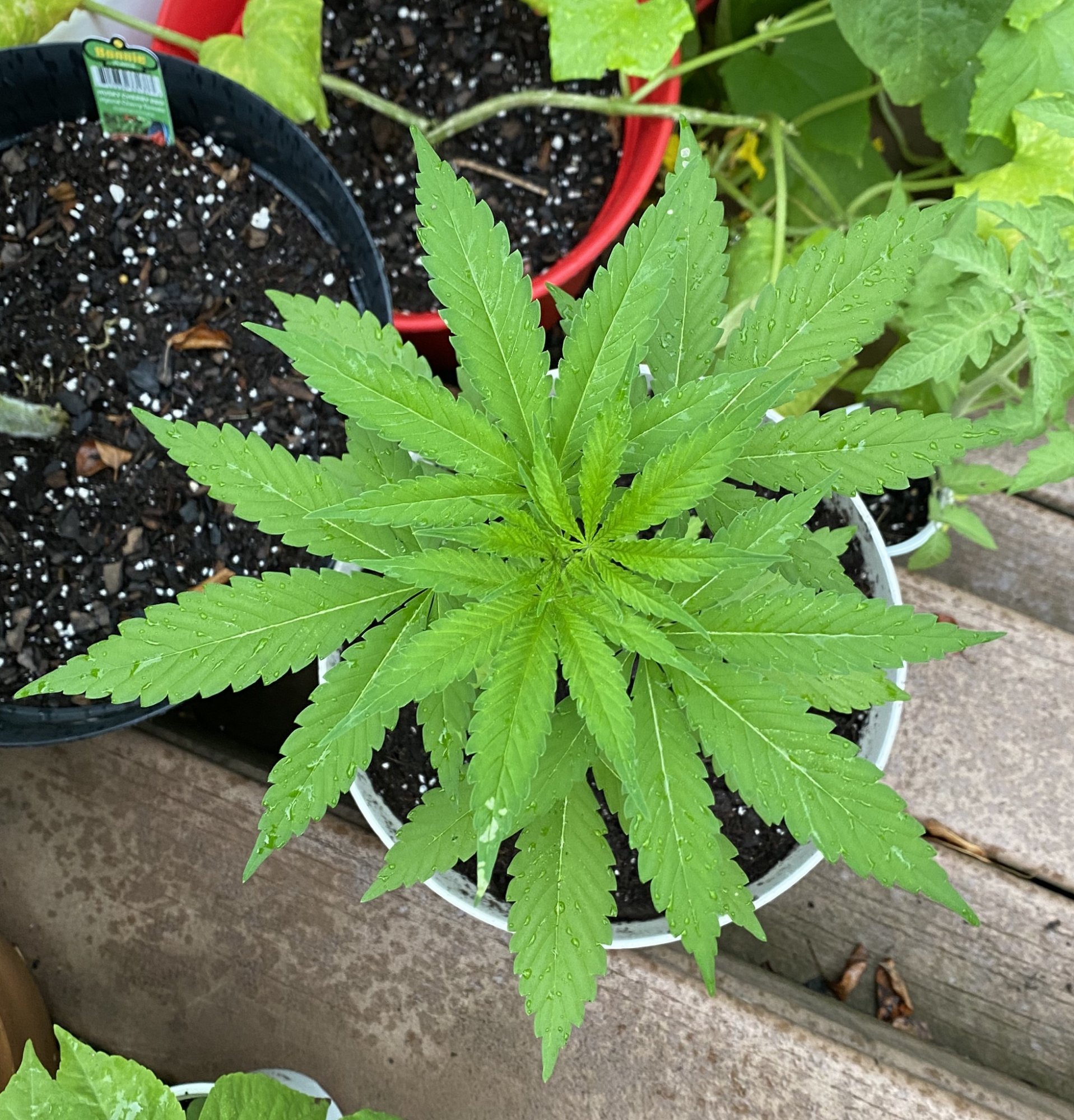 First time grower   leaf issues