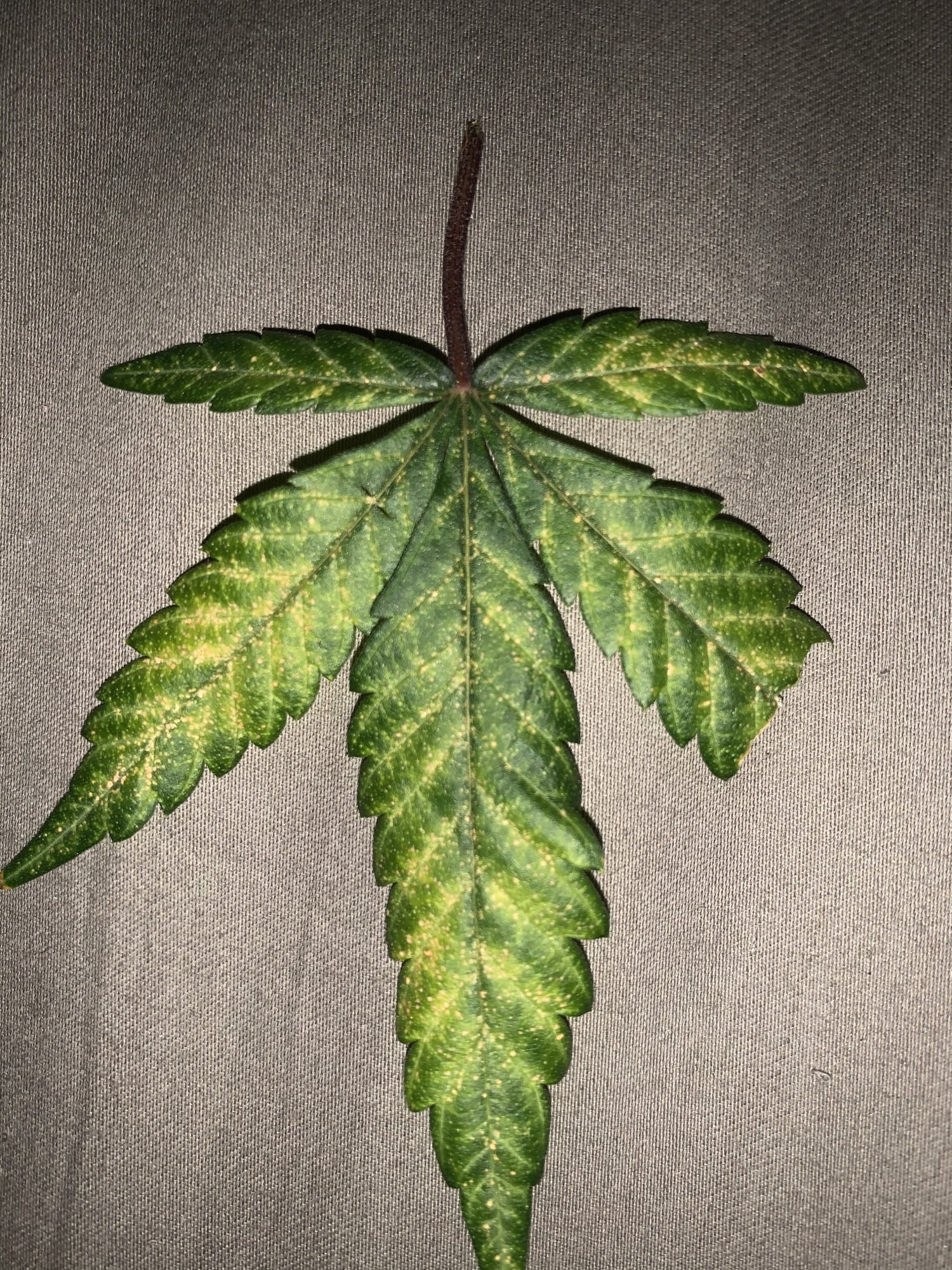 First time grower leaf problems 2