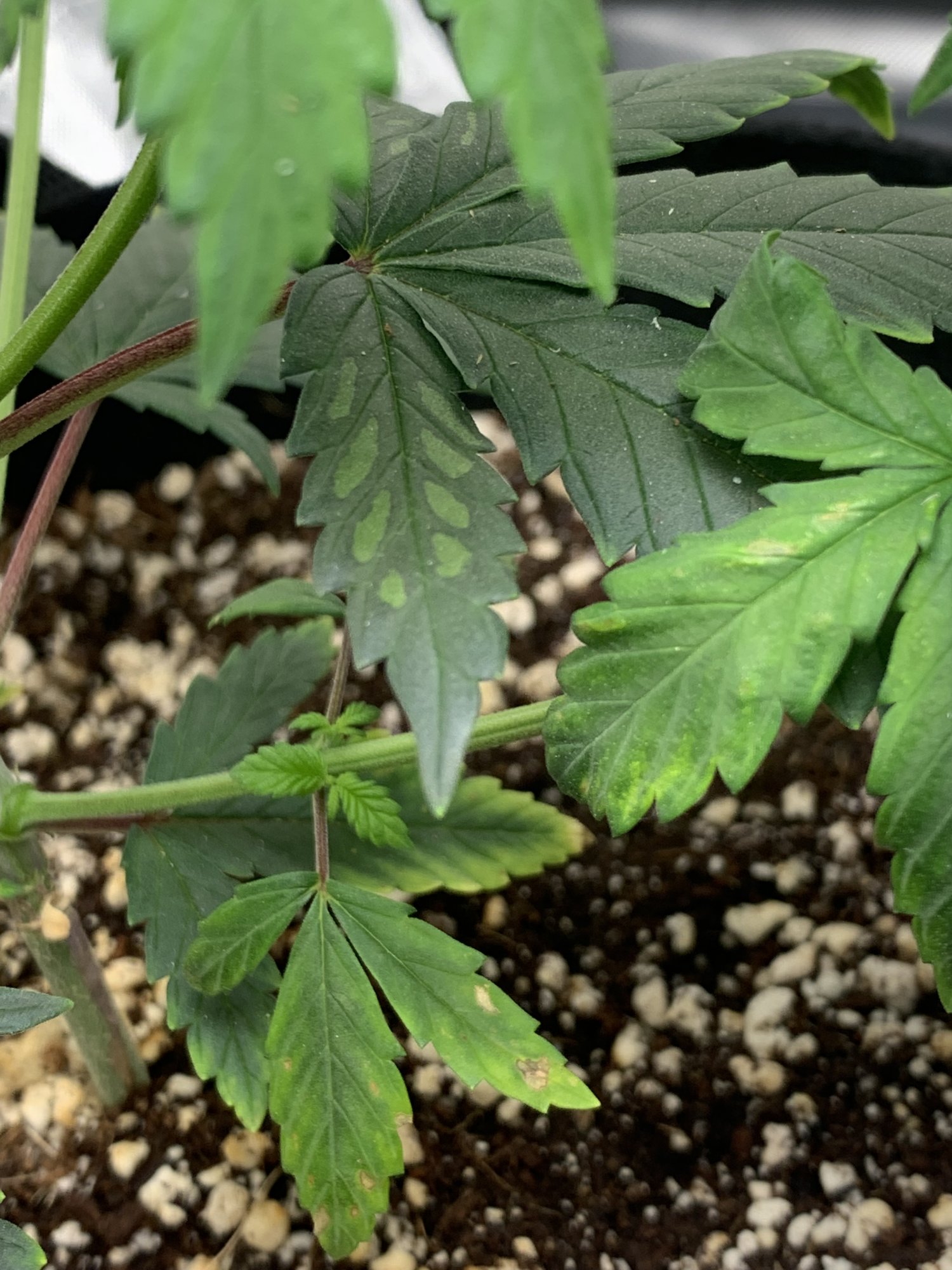 www.thcfarmer.com