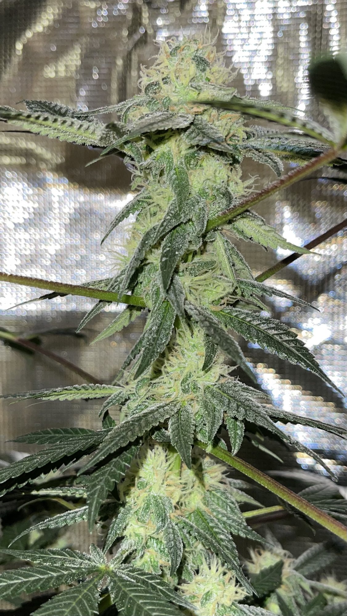 First time grower looking for advice 4
