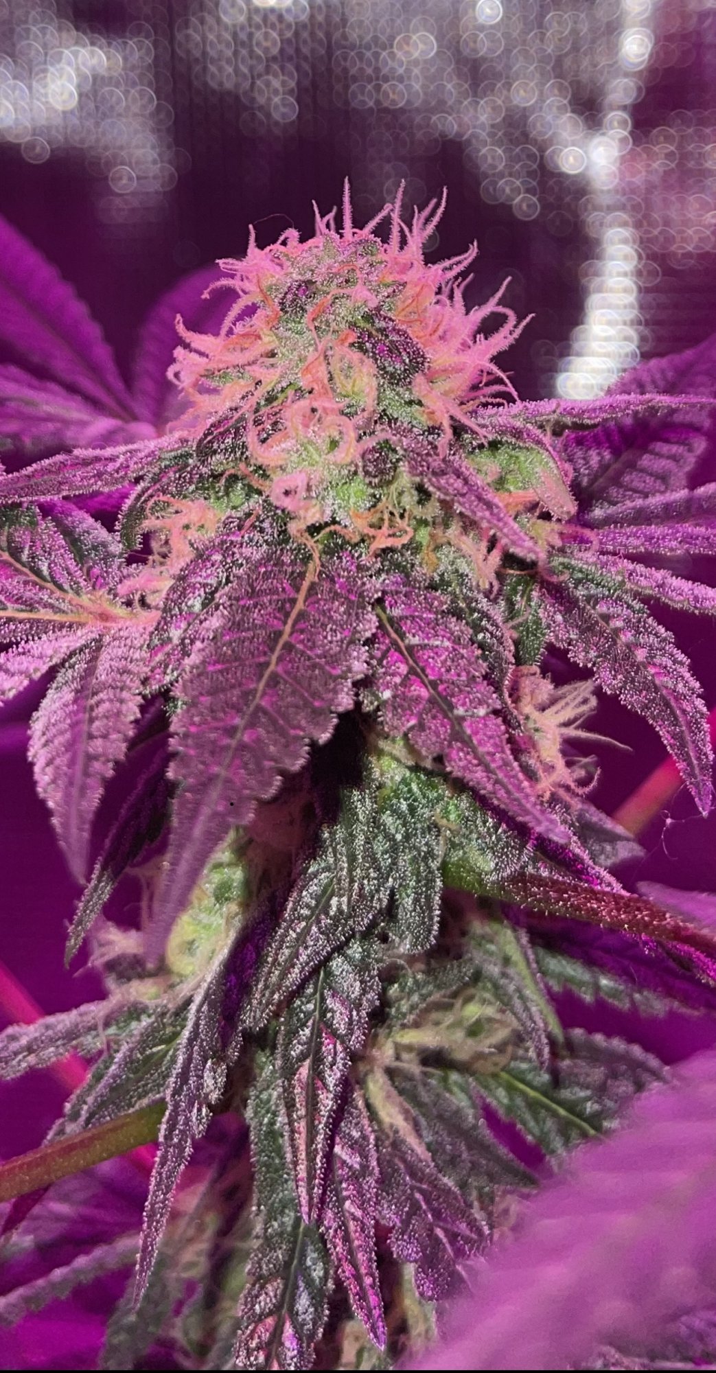 First time grower looking for advice 6