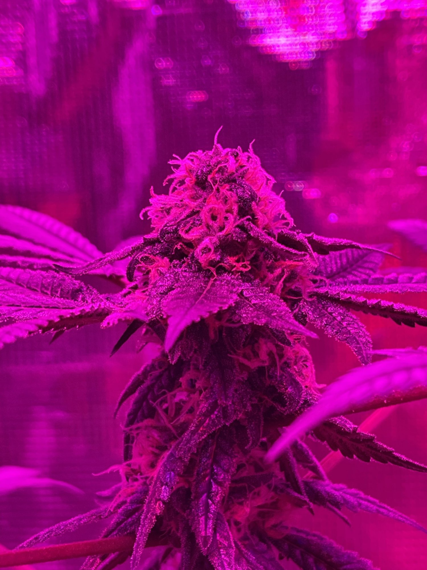 First time grower looking for advice 7