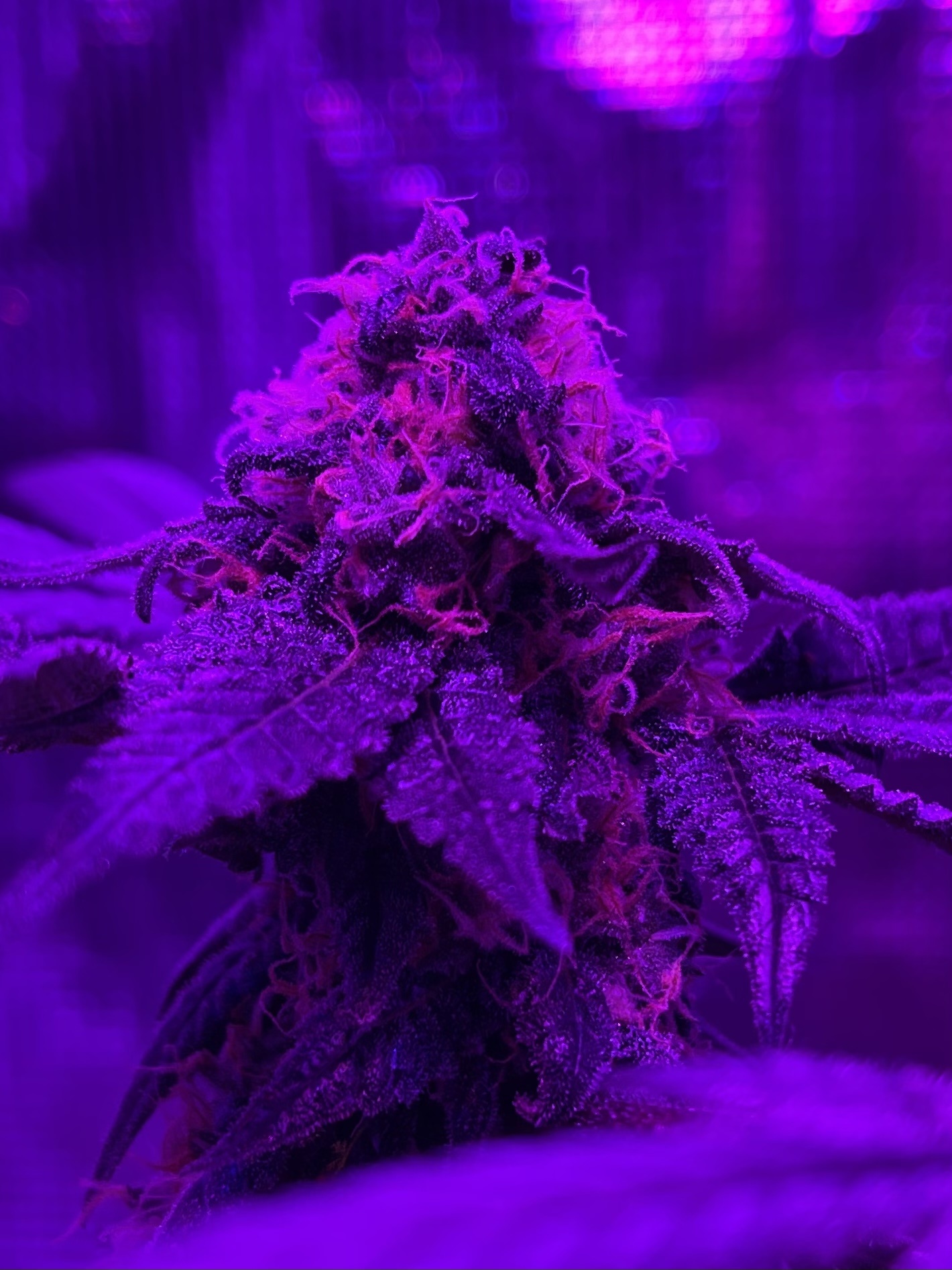 First time grower looking for advice 8