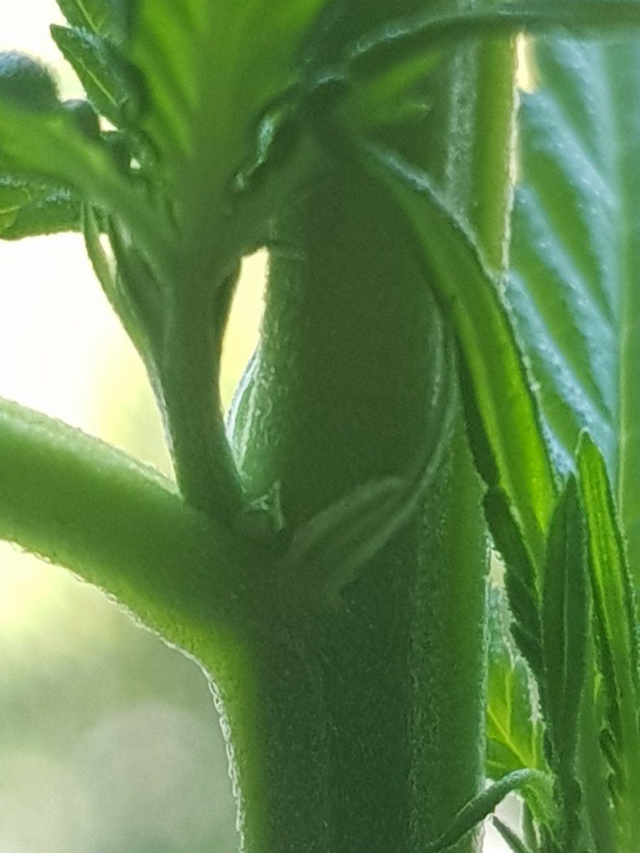 First time grower   looking for general advice 3