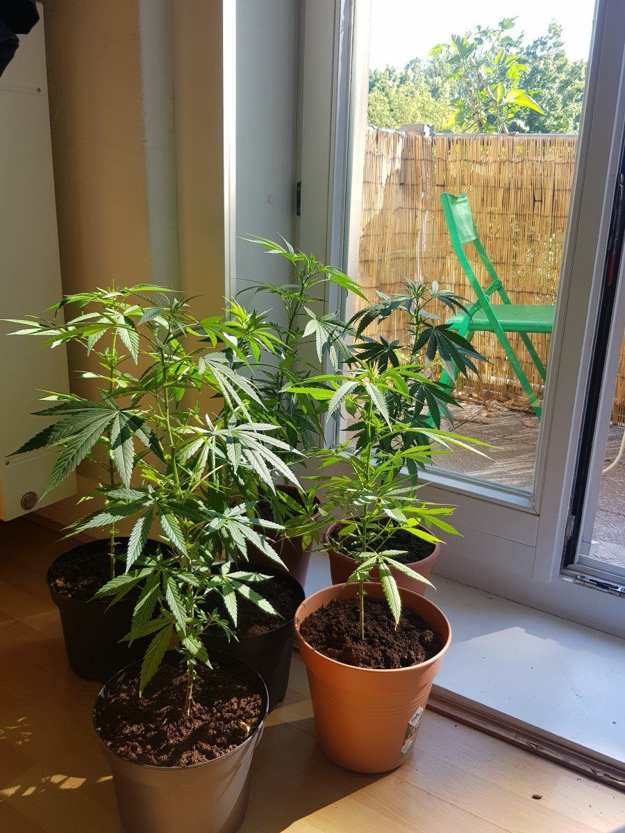 First time grower   looking for general advice
