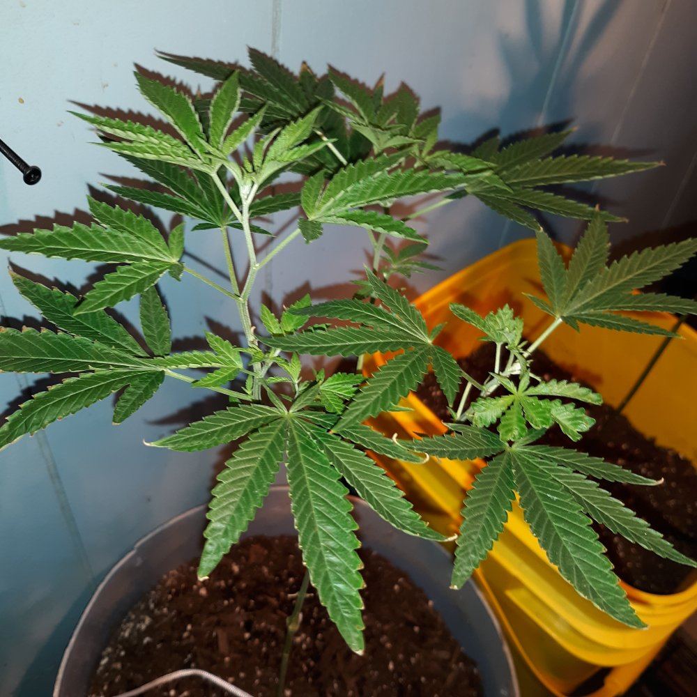 First time grower looking for some advice 2