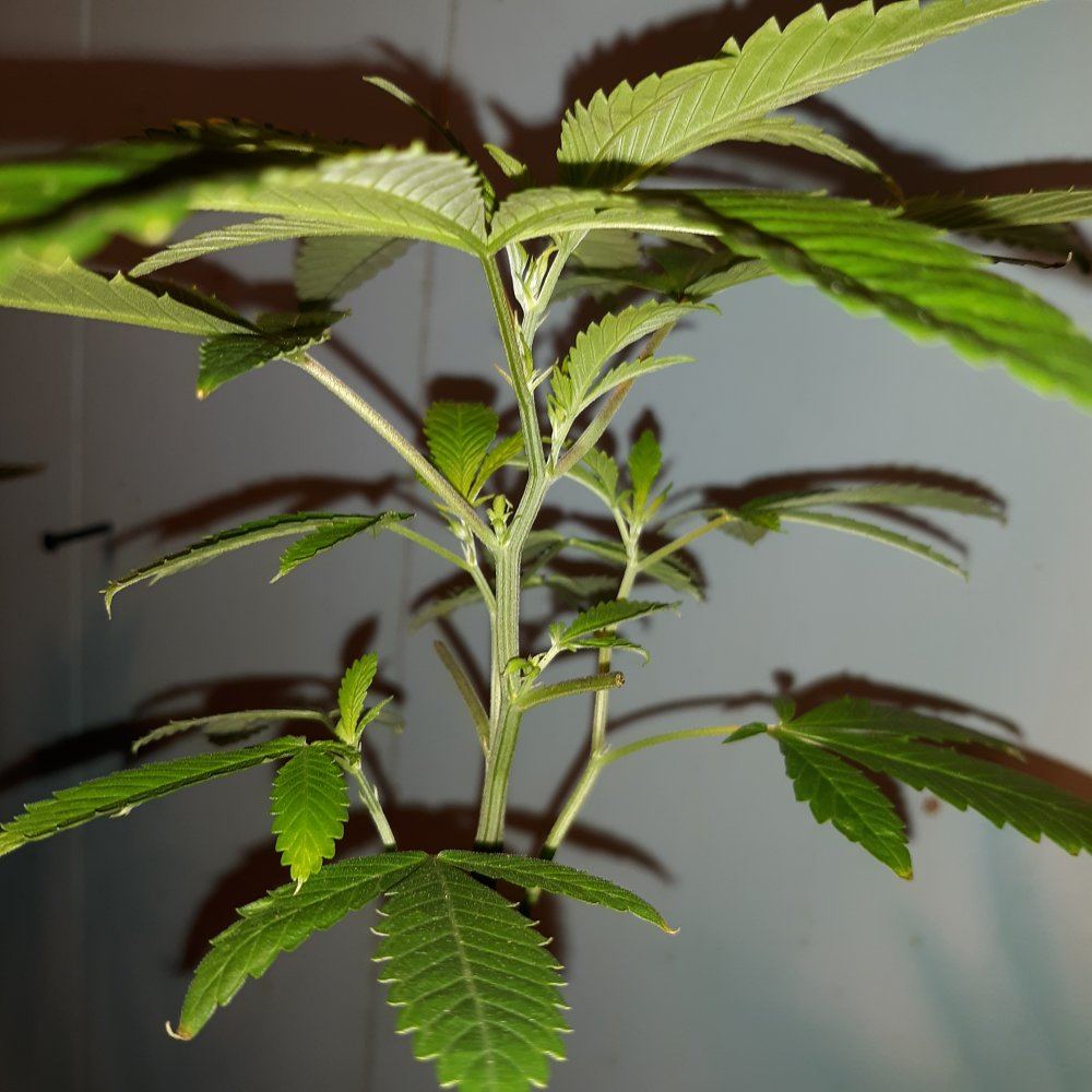 First time grower looking for some advice 3