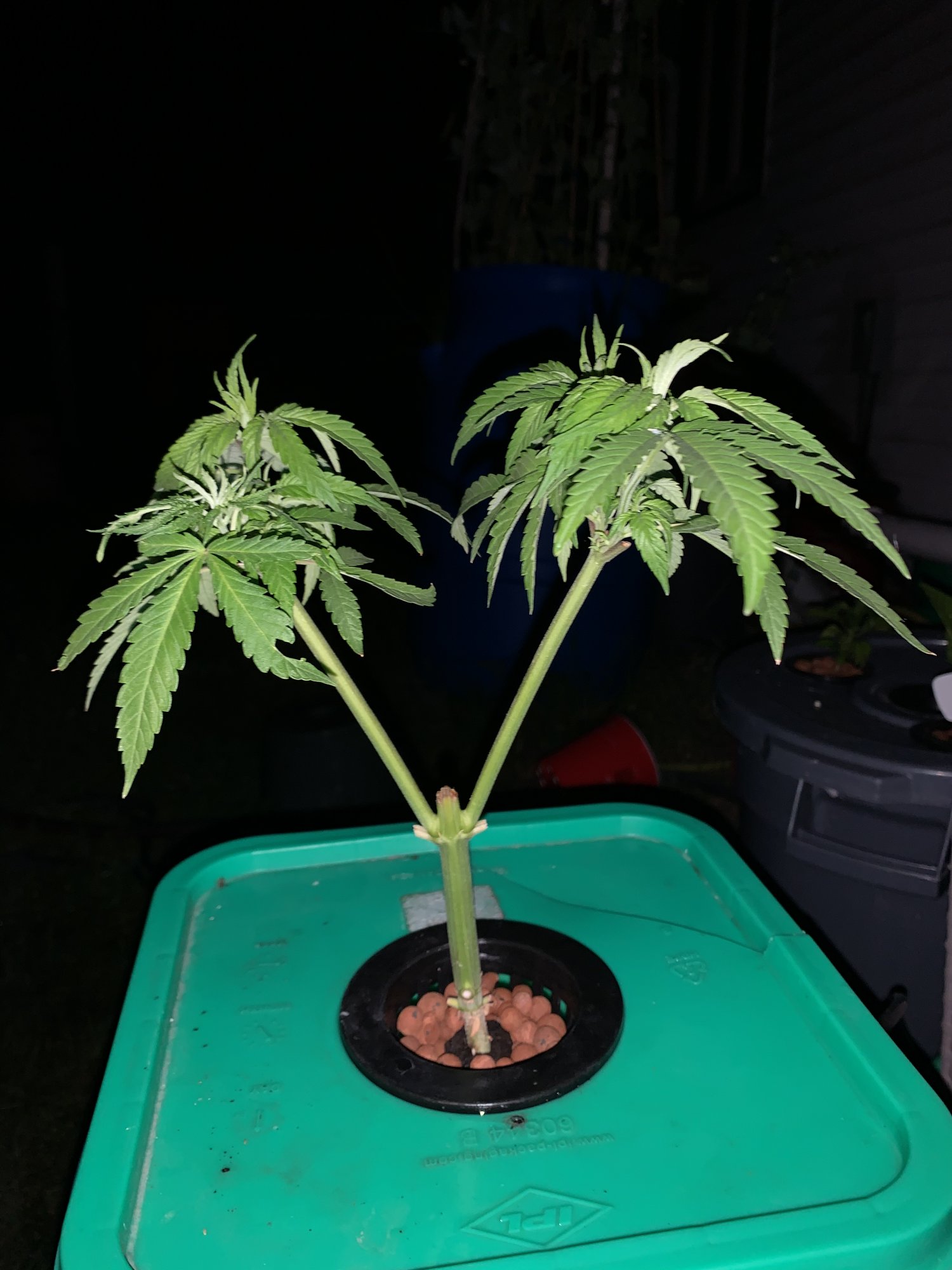 First time grower looking for some advice 4