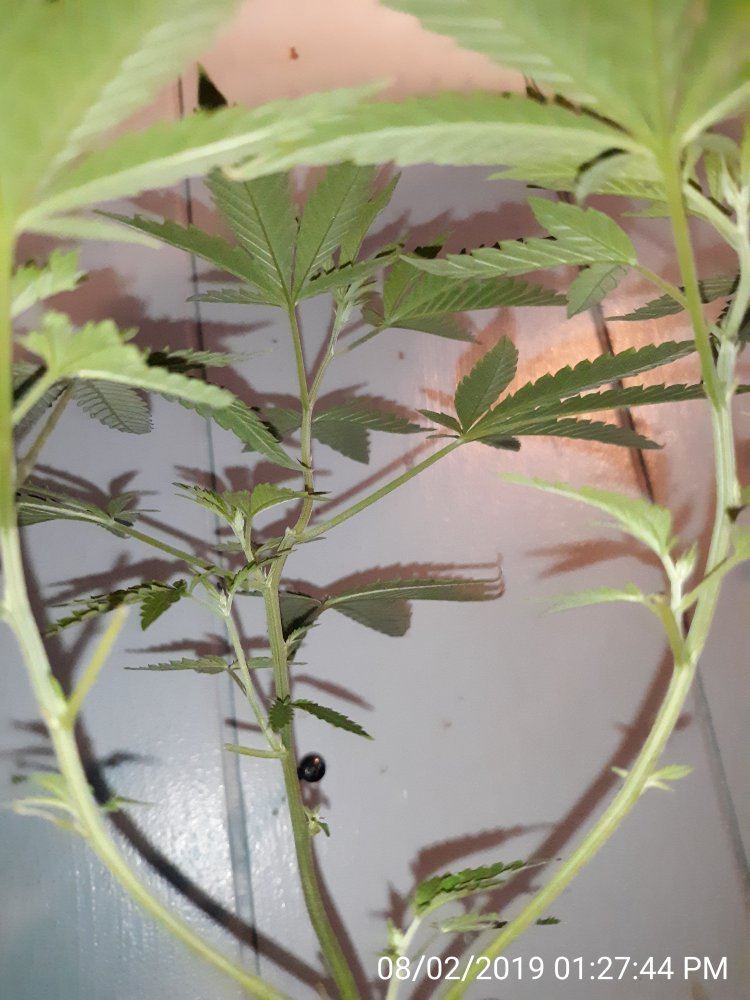 First time grower looking for some advice 4