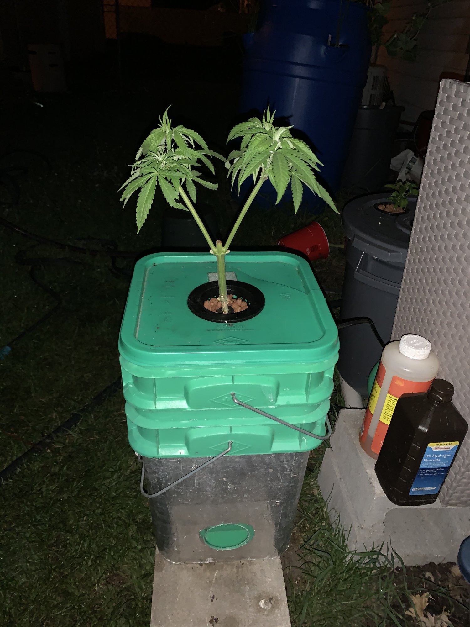 First time grower looking for some advice 7