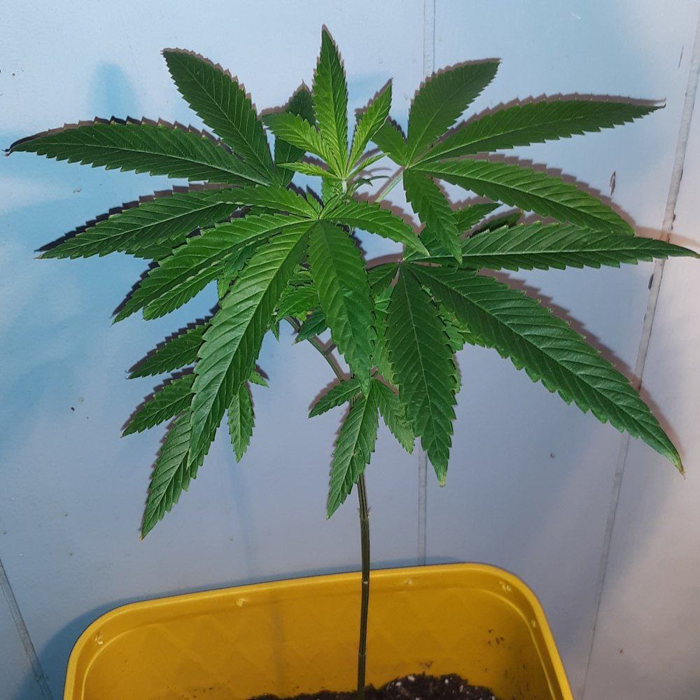 First time grower looking for some advice