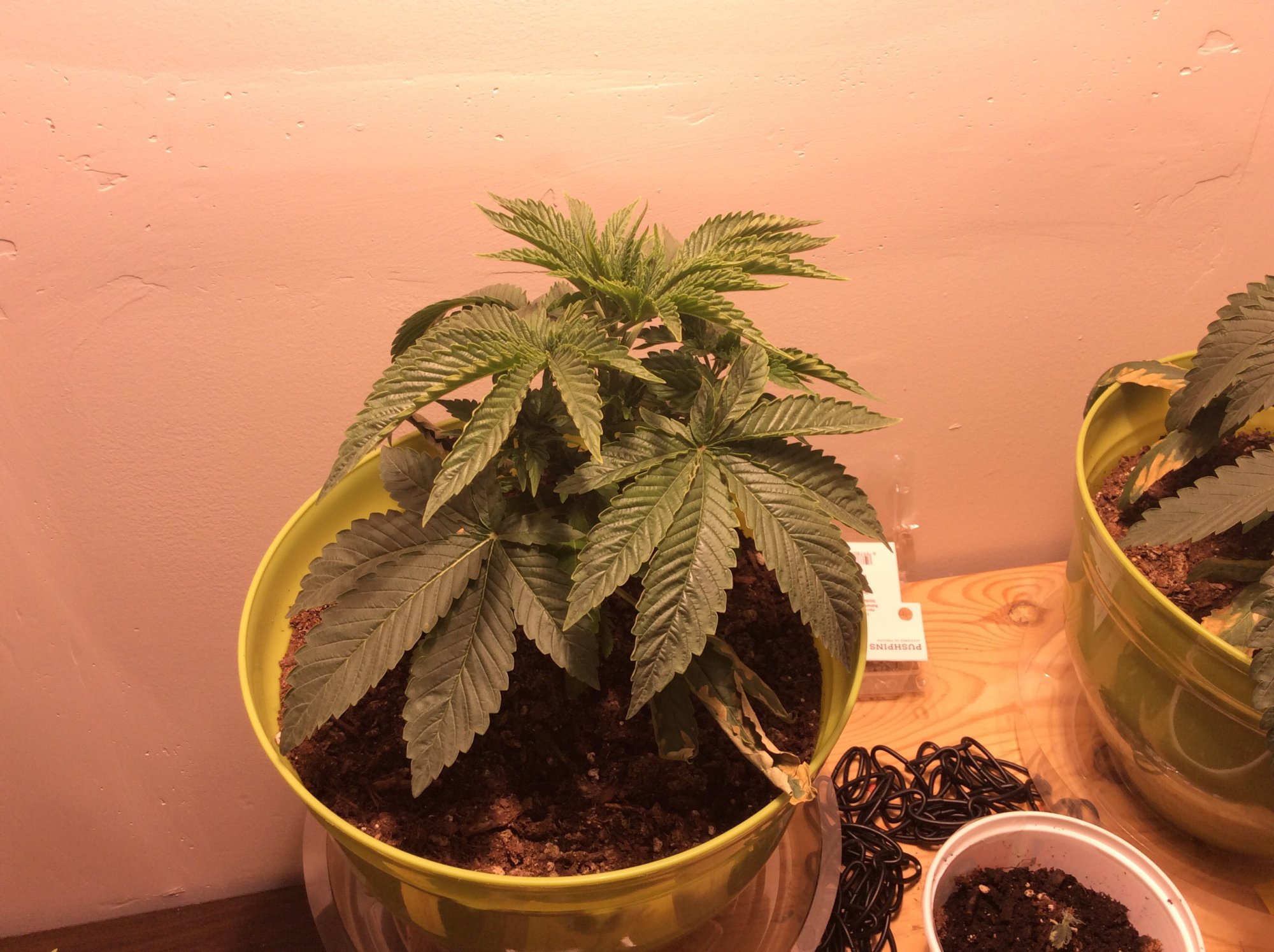 First time grower looking for some help 2