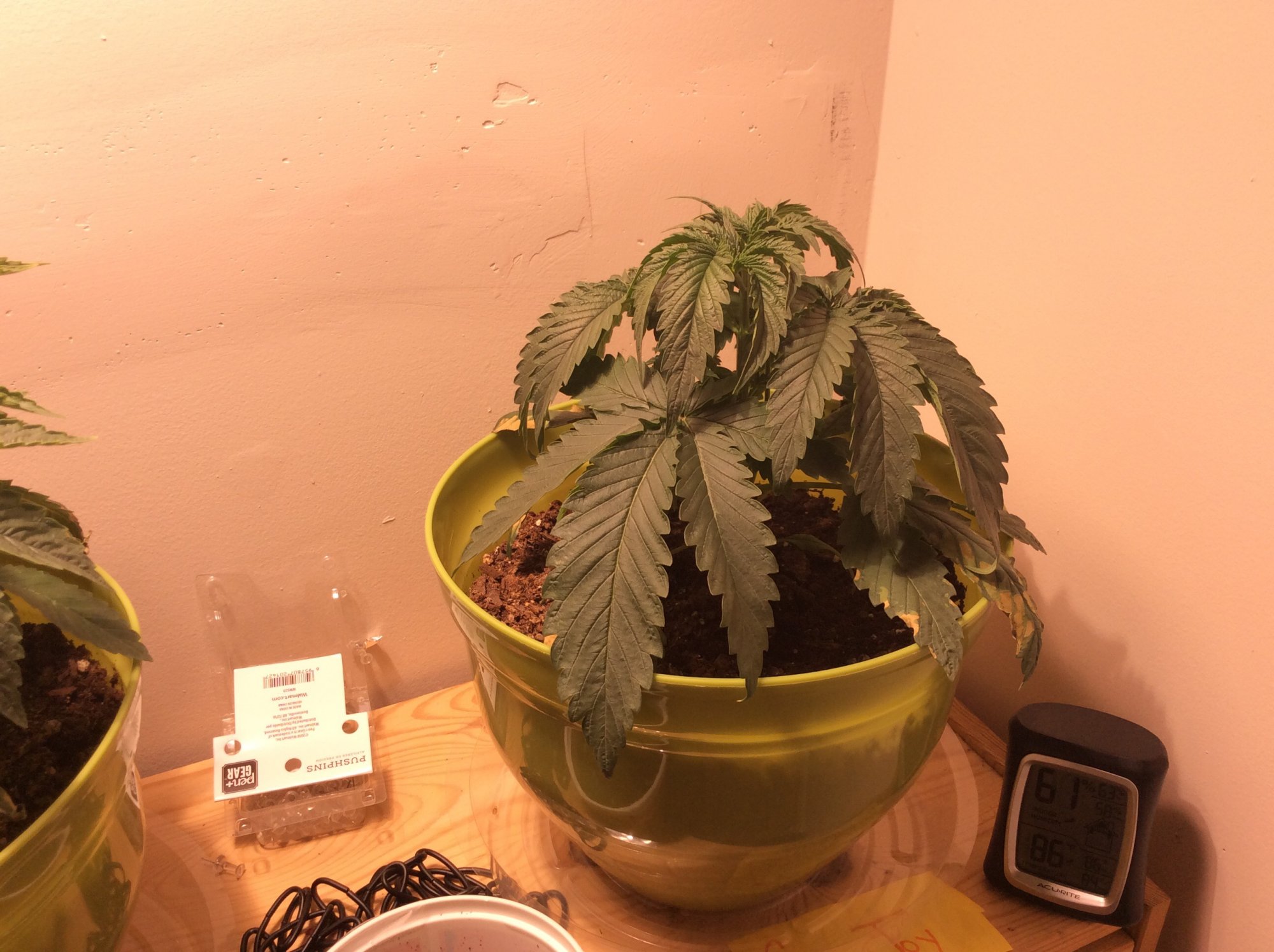 First time grower looking for some help 3