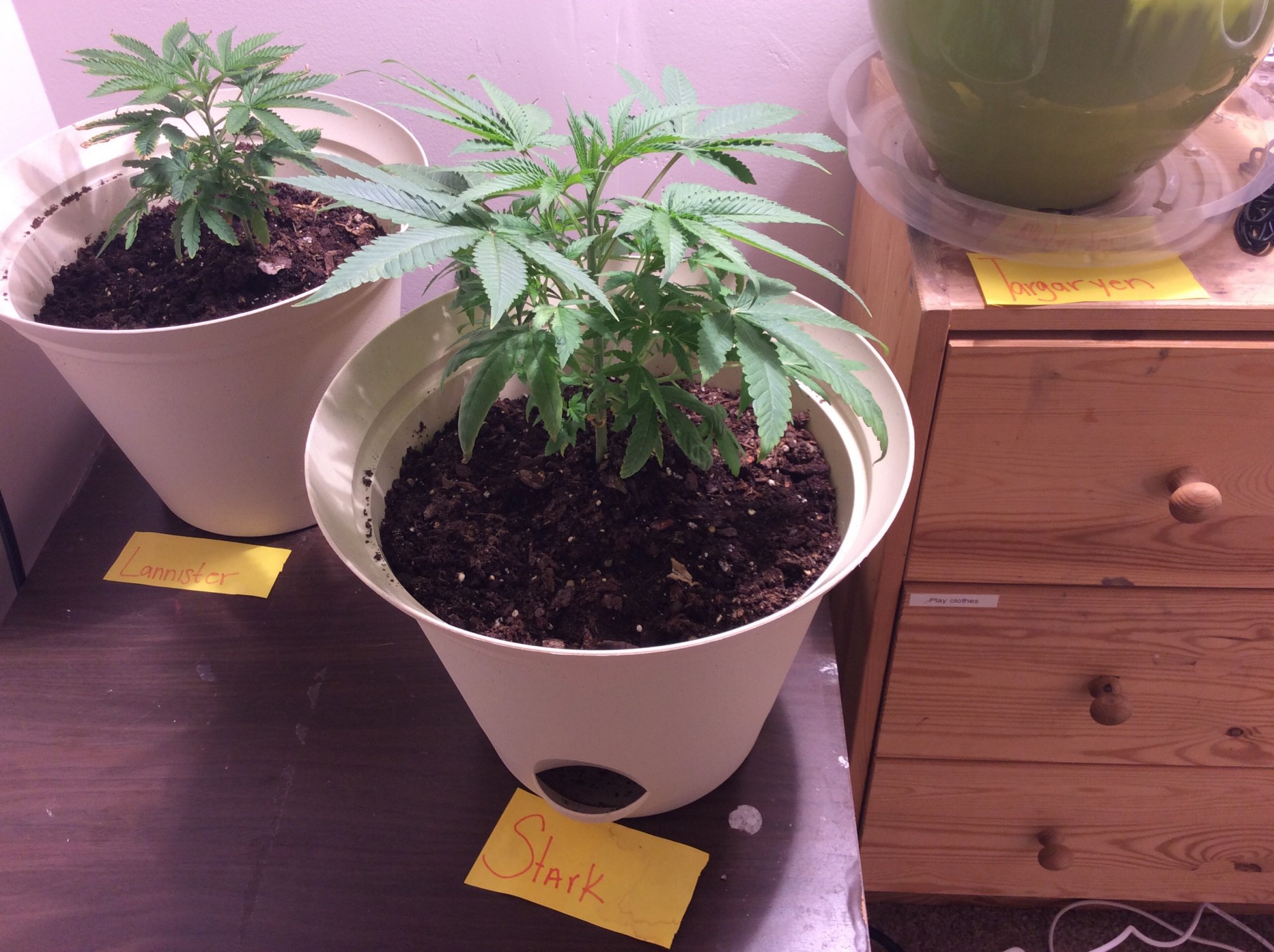 First time grower looking for some help