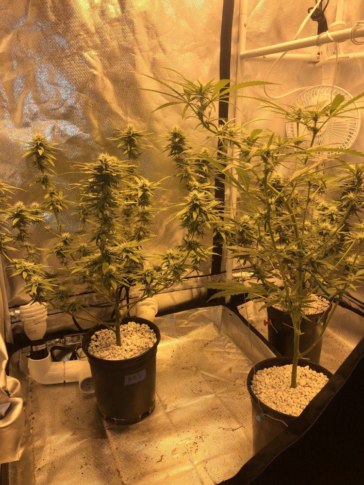 First time grower need help 10