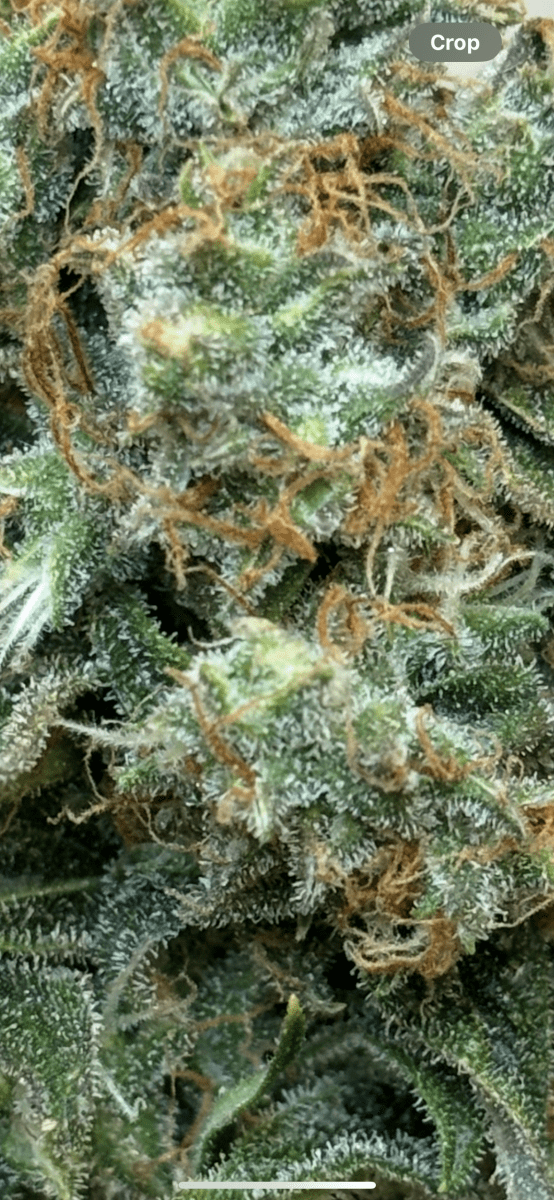 First time grower need help 2