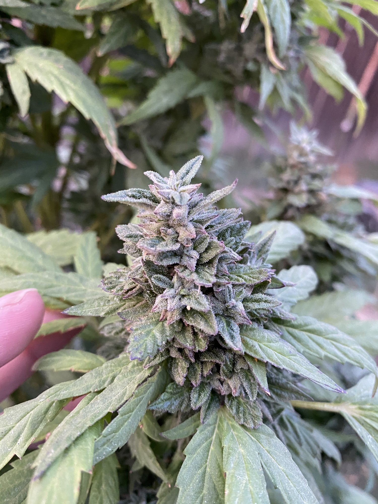 First time grower   need help 3