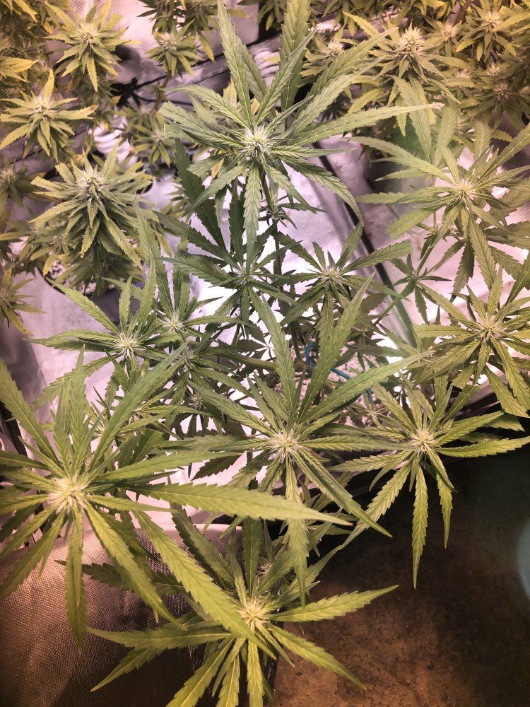 First time grower need help 3