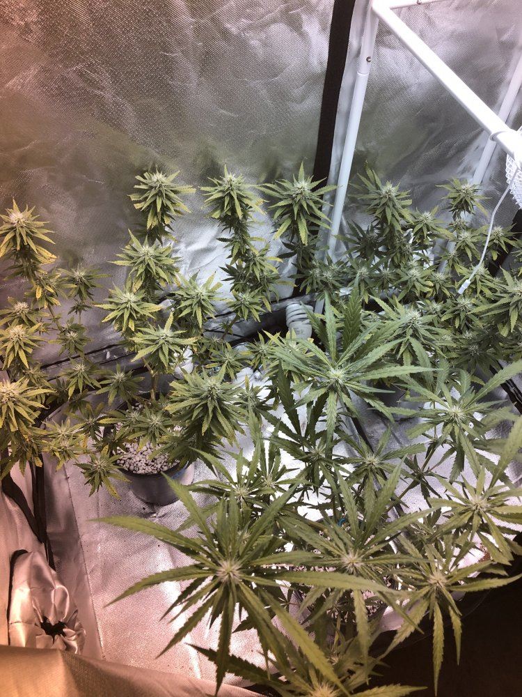 First time grower need help 4