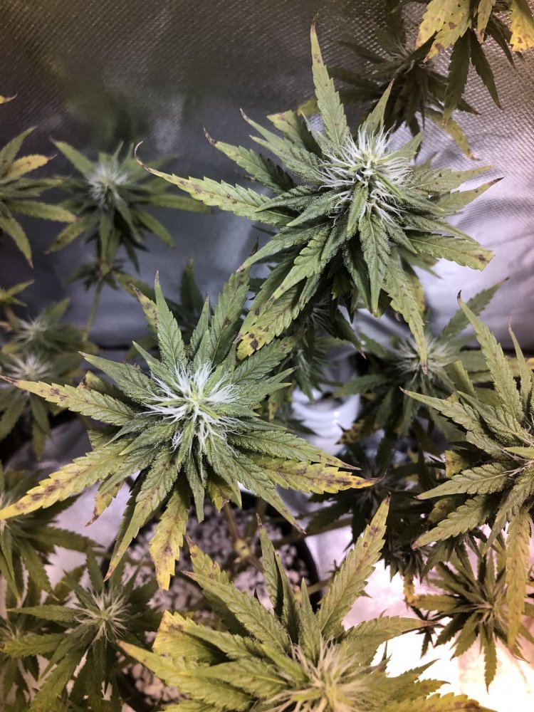 First time grower need help 6