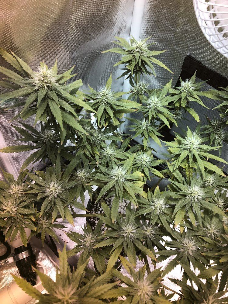 First time grower need help 7
