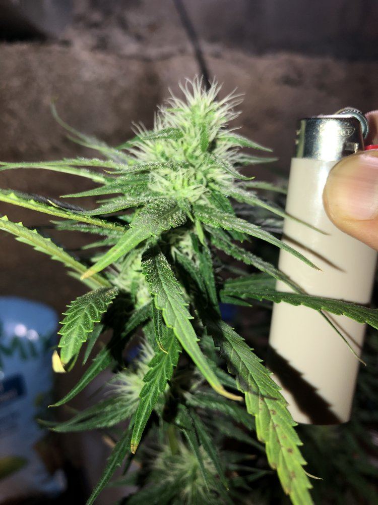 First time grower need help 9
