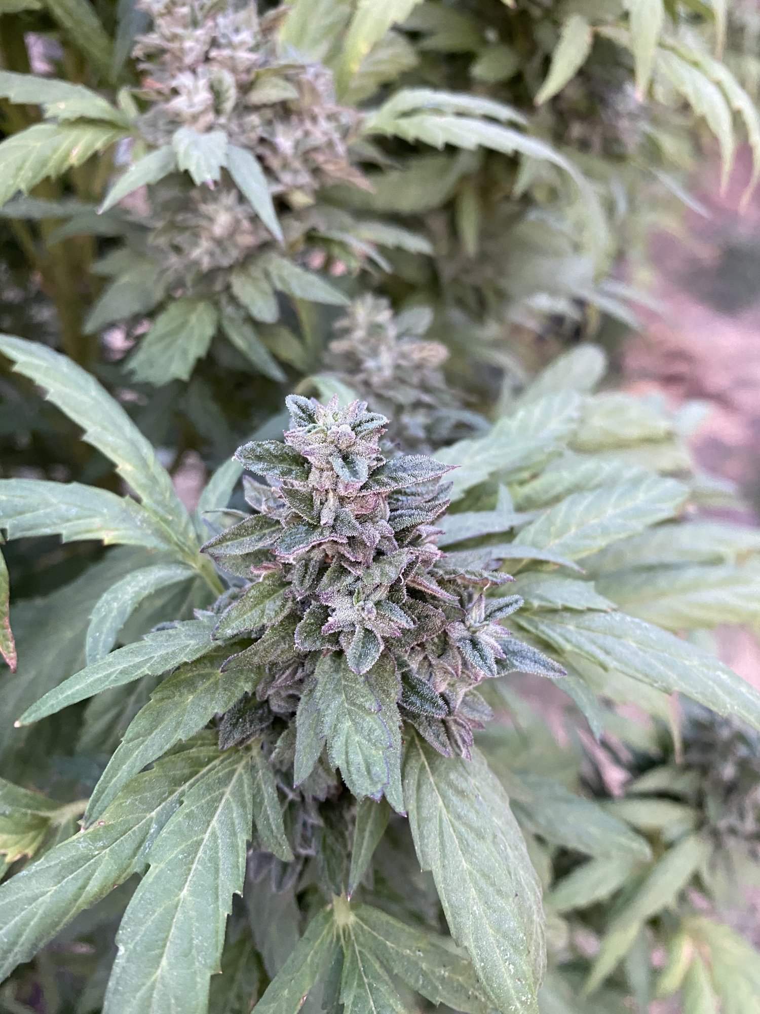 First time grower   need help