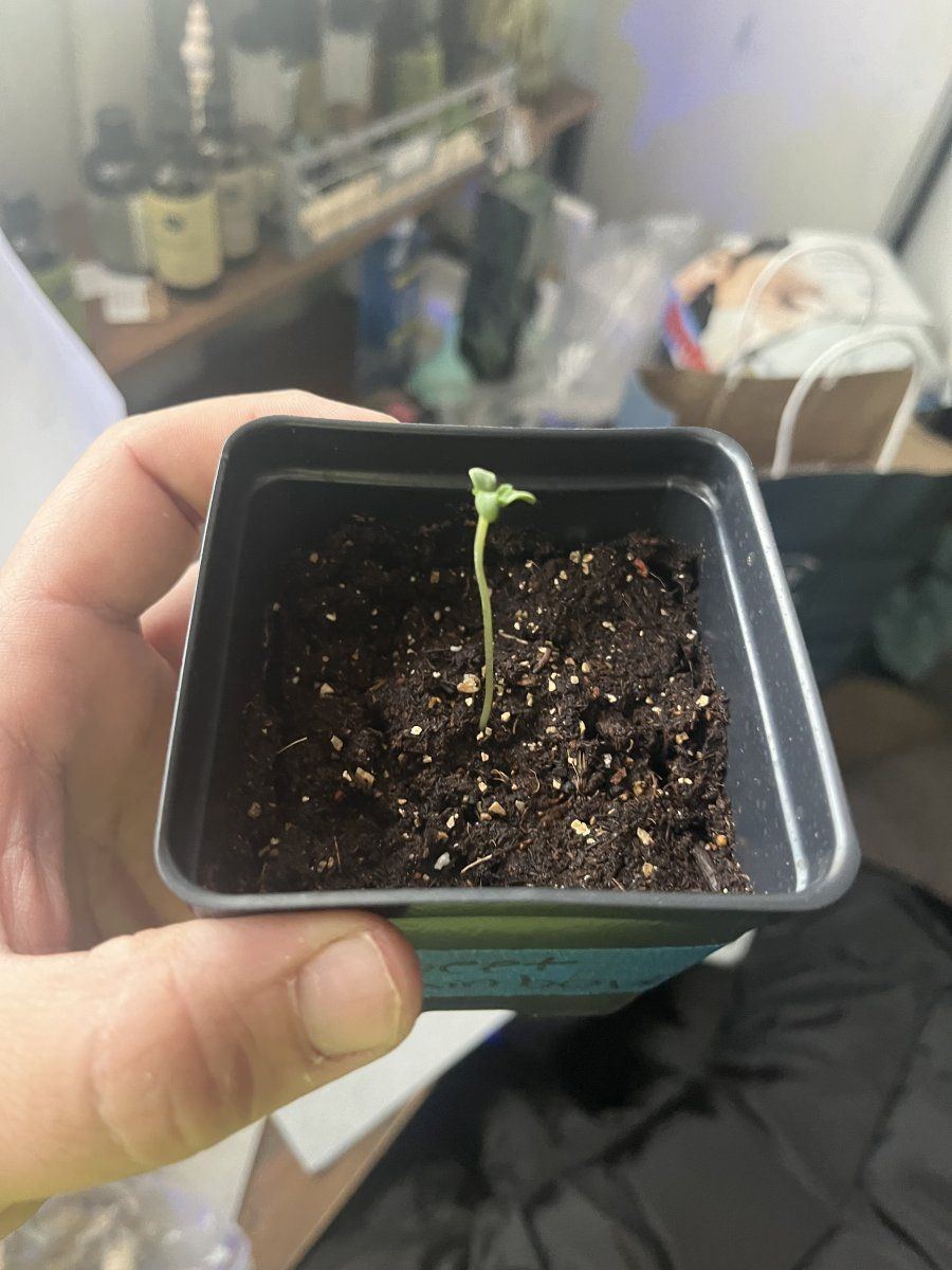 First time grower need help