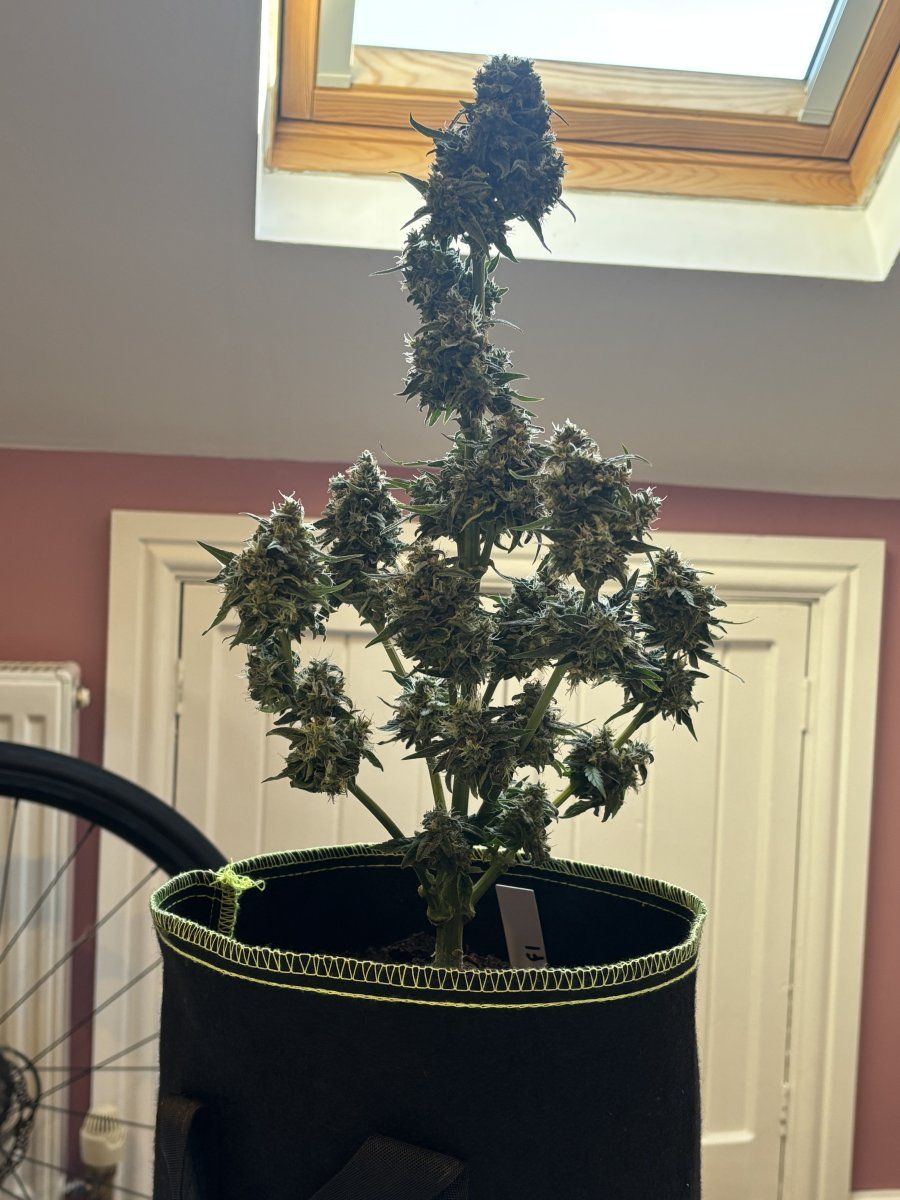 First time grower need help