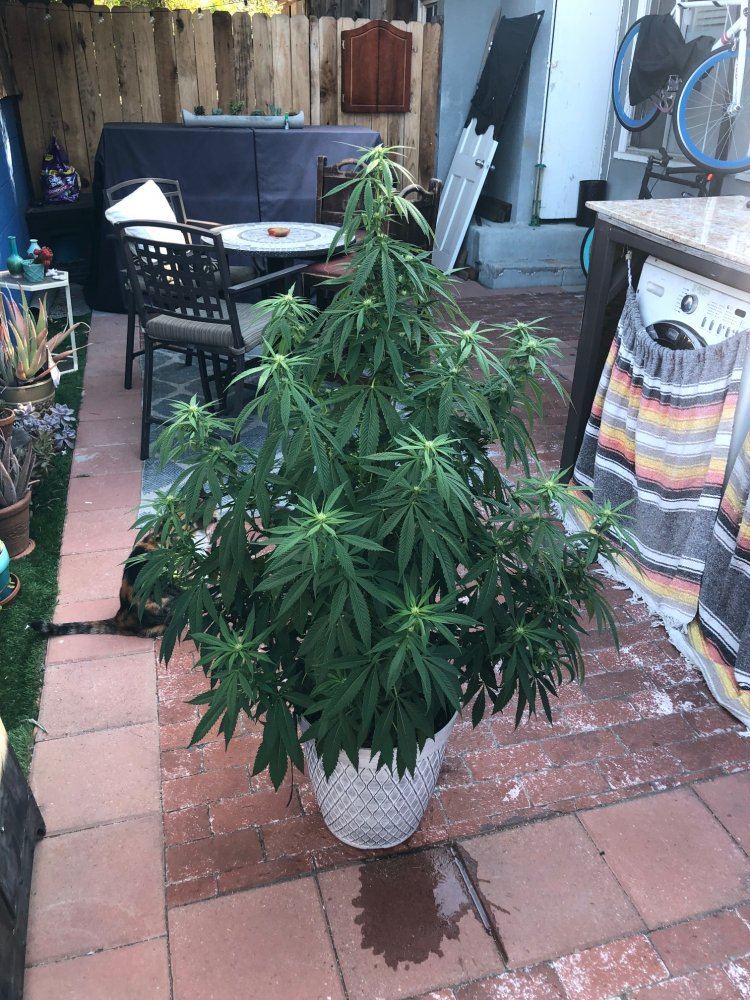 First time grower   need some help