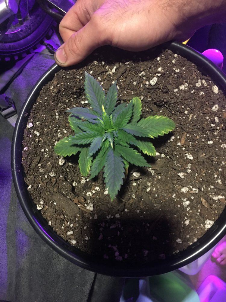 First time grower needing some advice 2
