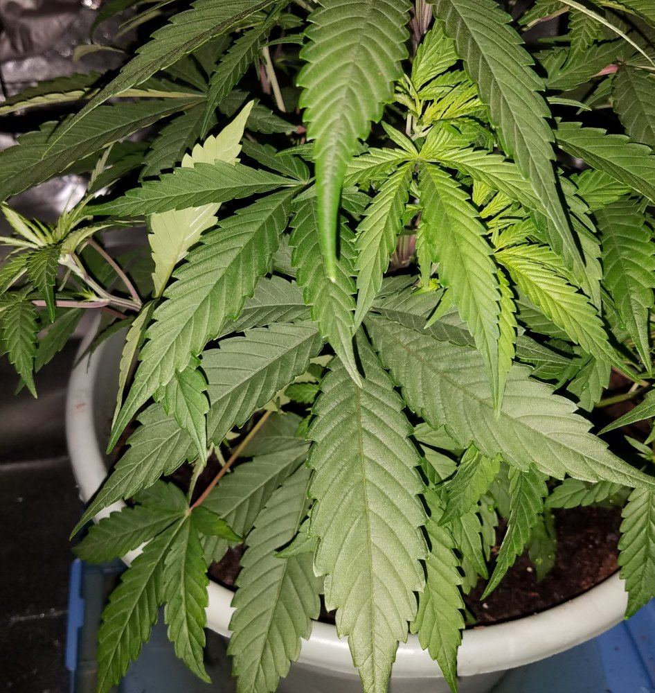 First time grower needing some opinions on the state of my plant 4