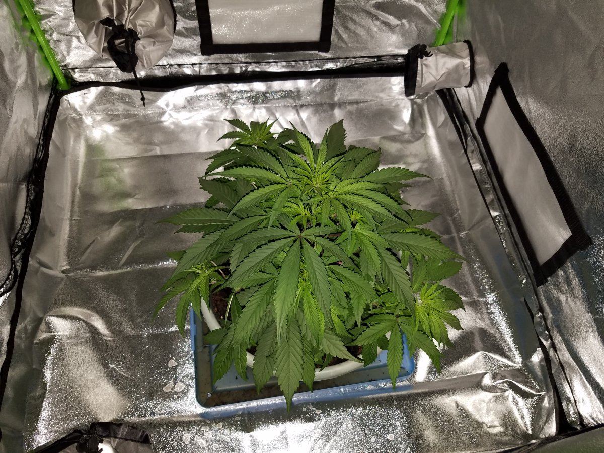 First time grower needing some opinions on the state of my plant