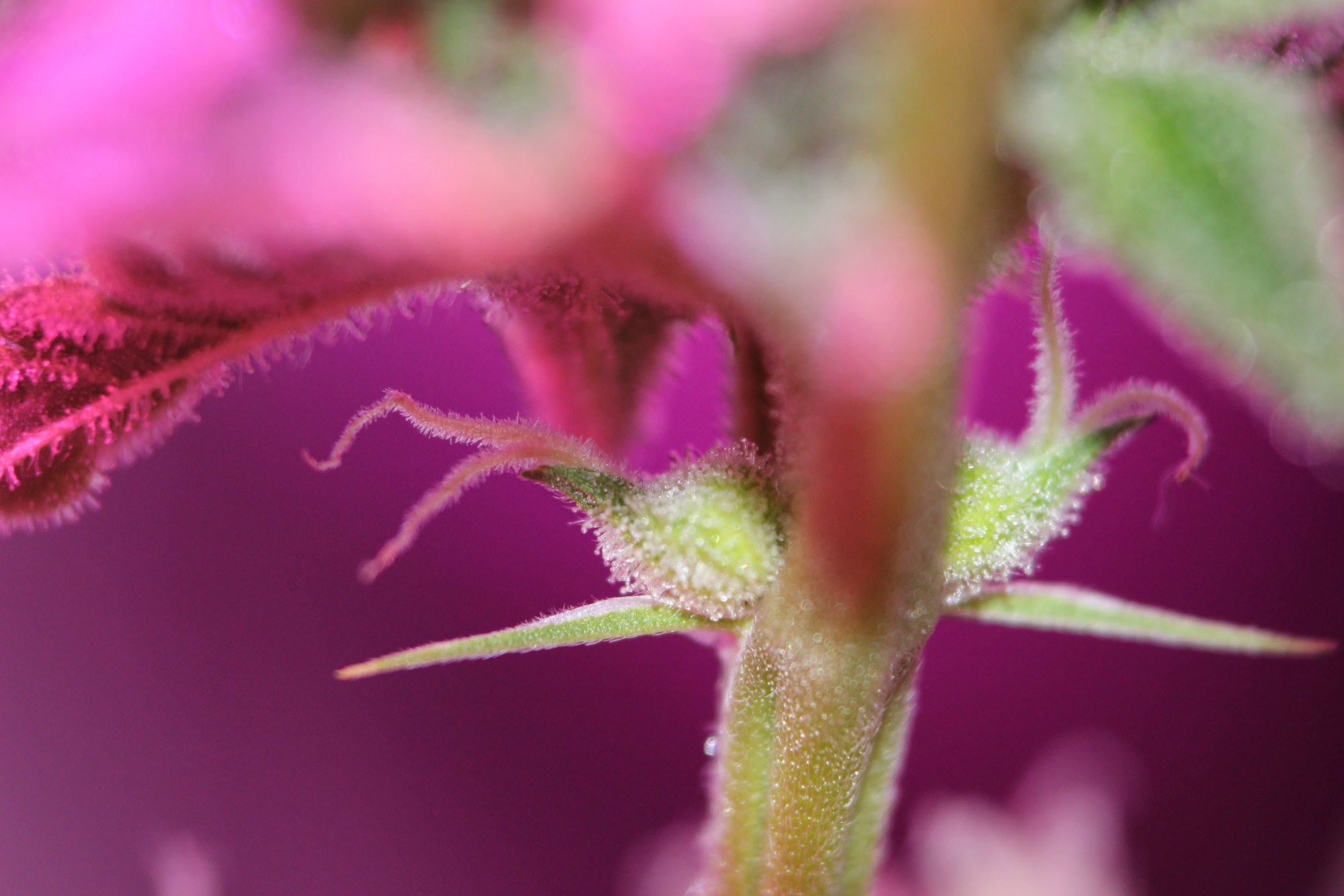First time grower needs help 3