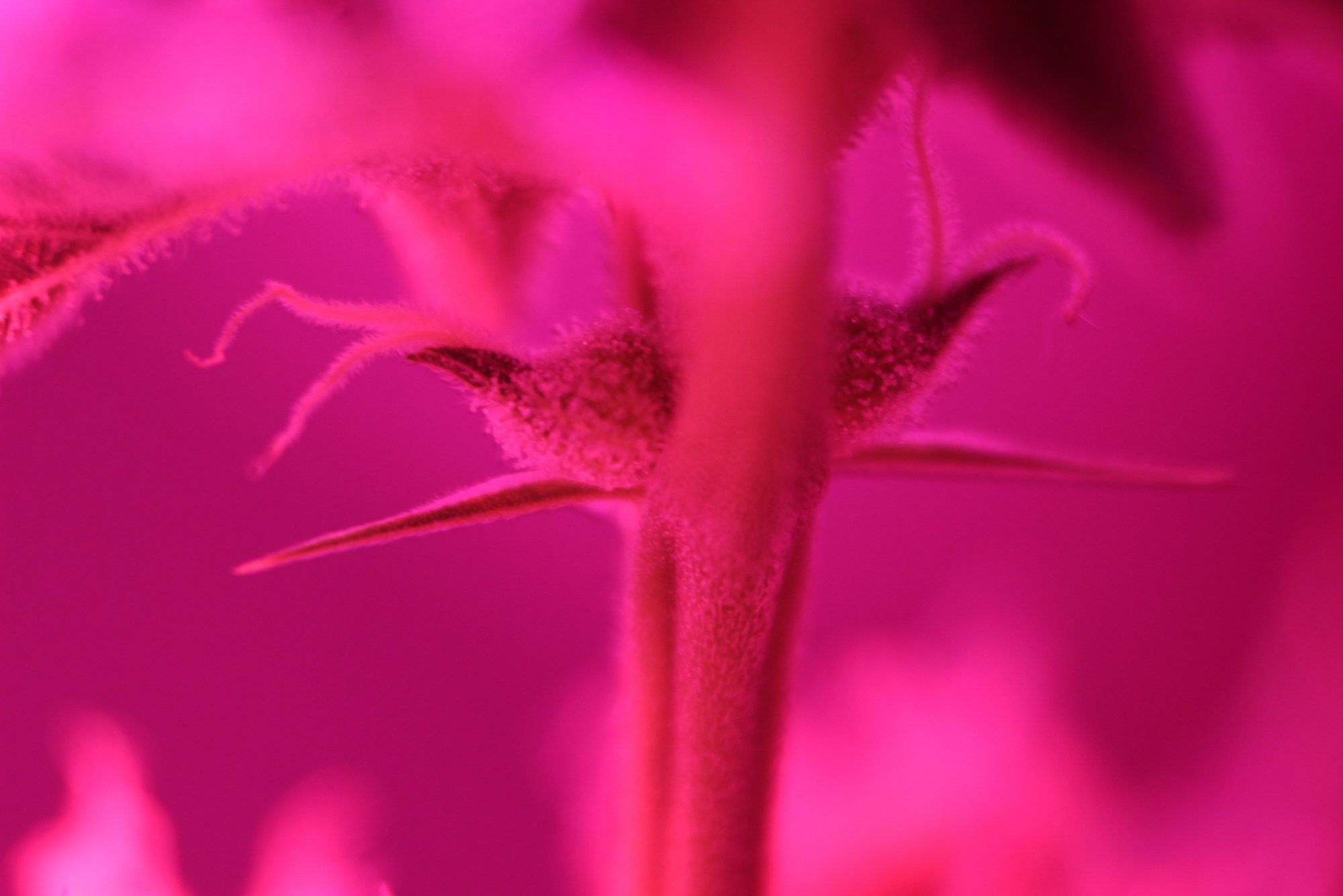 First time grower needs help 4