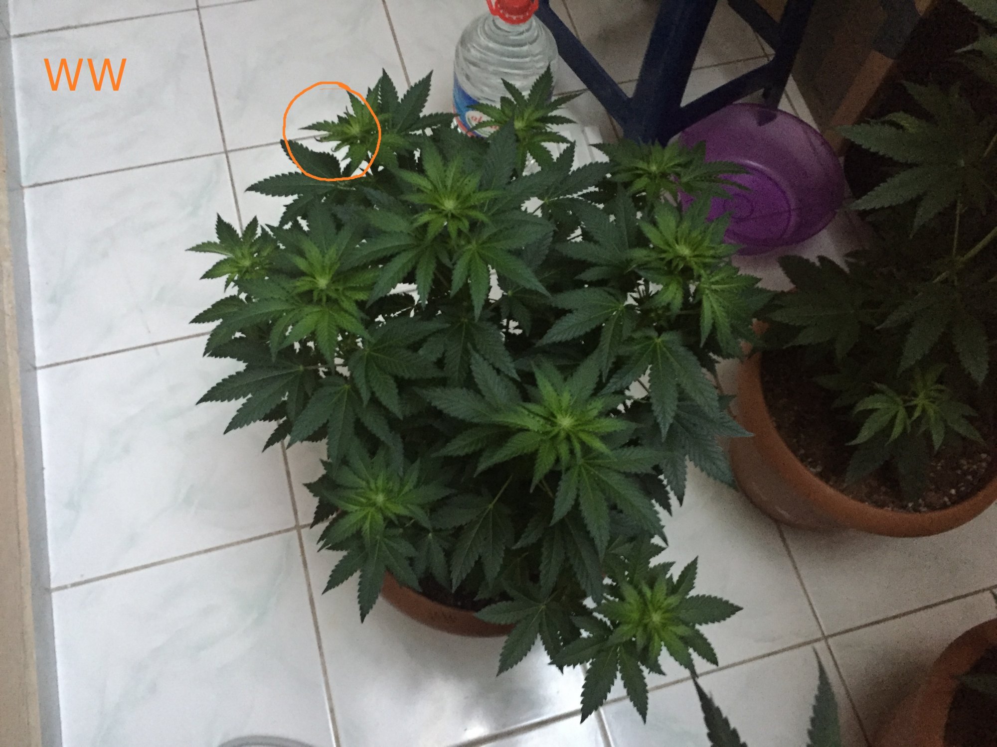 First time grower needs help 5