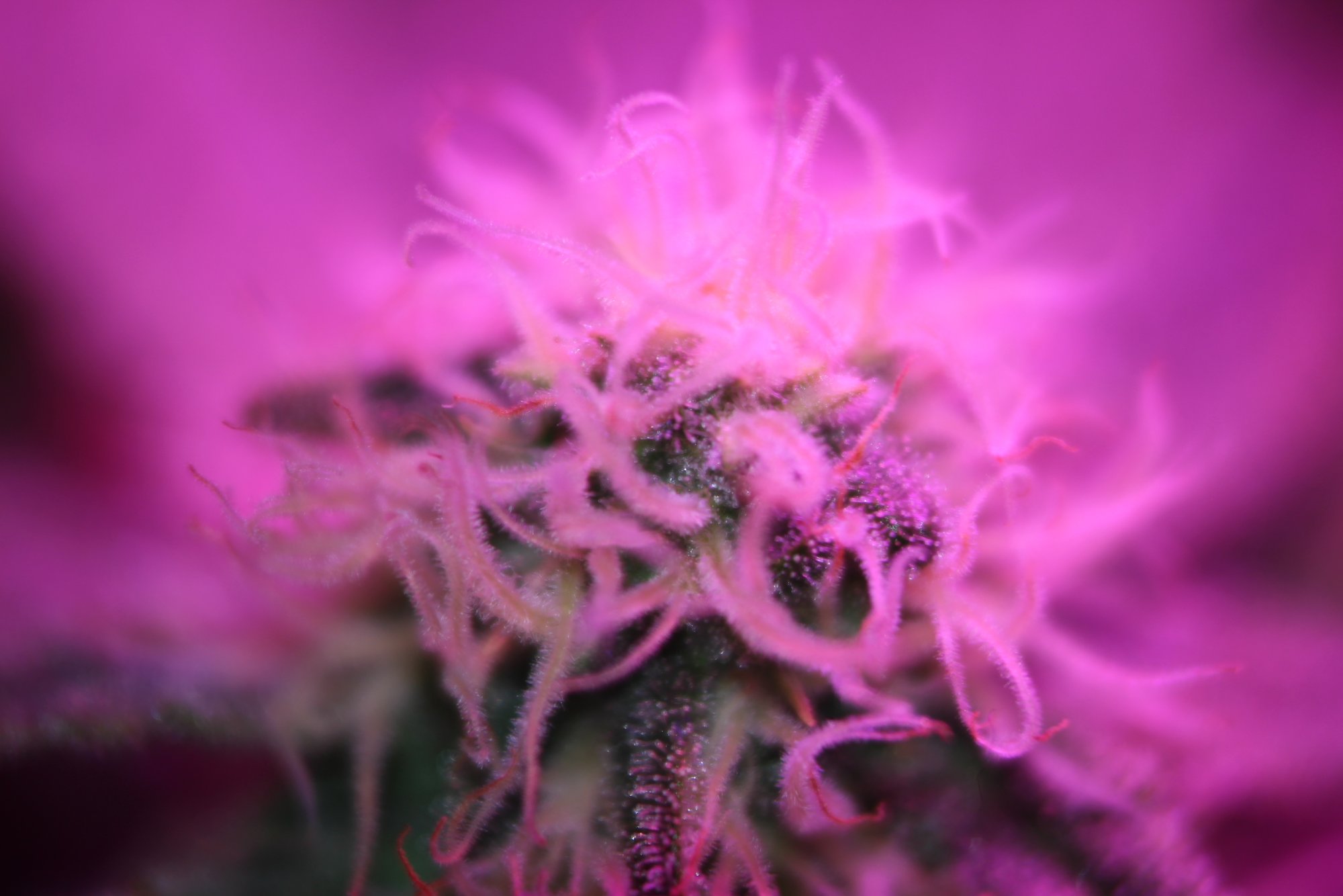 First time grower needs help 5