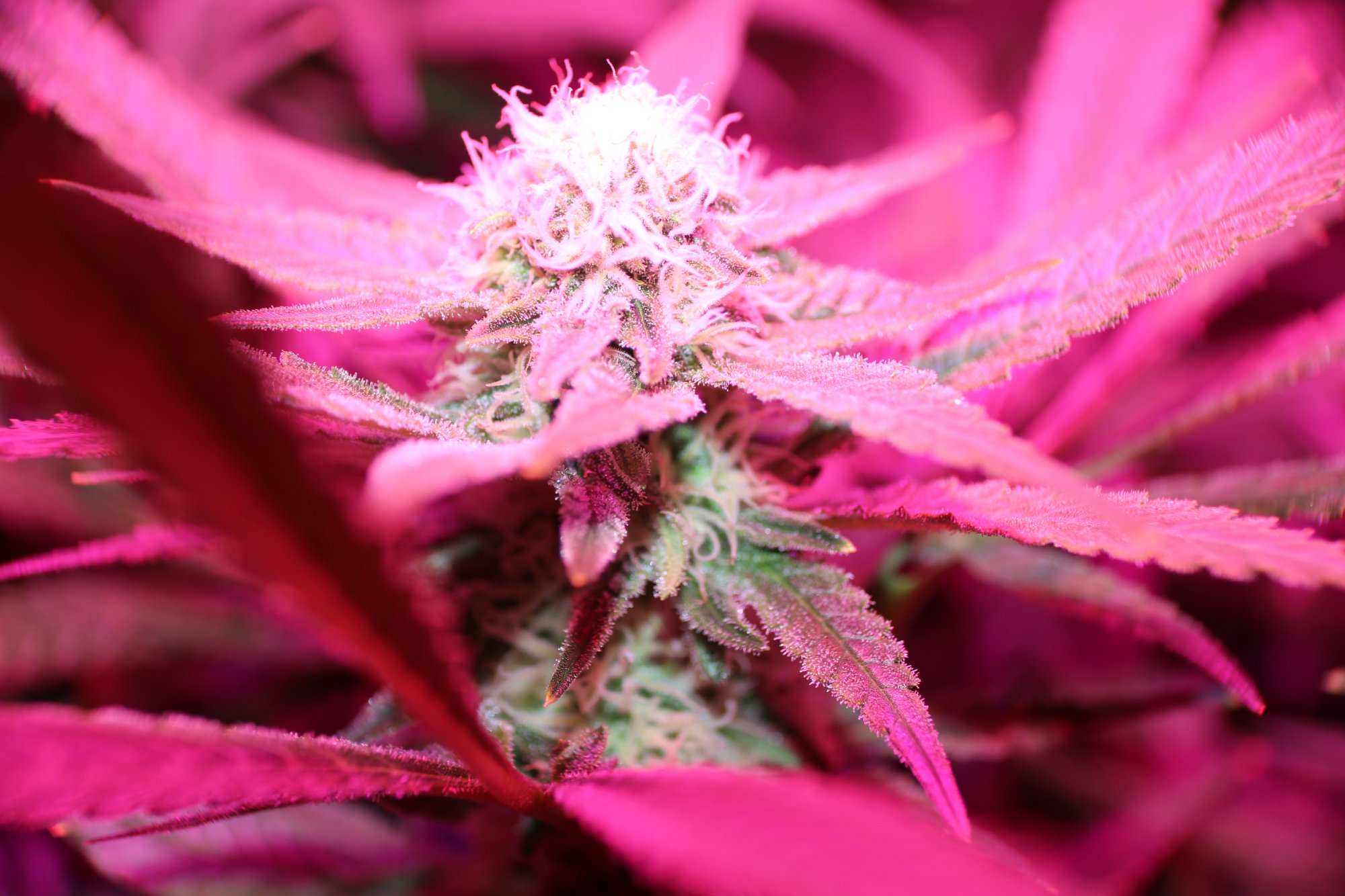First time grower needs help 6